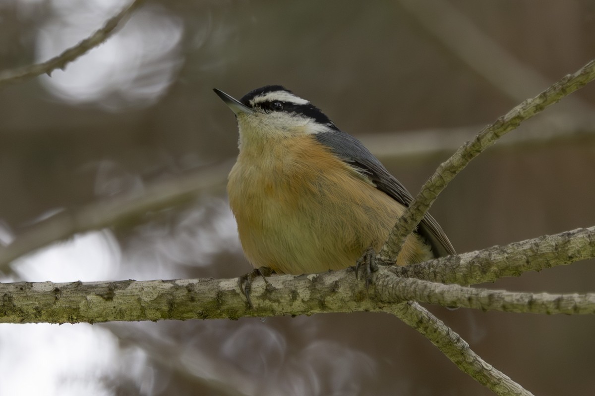 Red-breasted Nuthatch - ML634074361