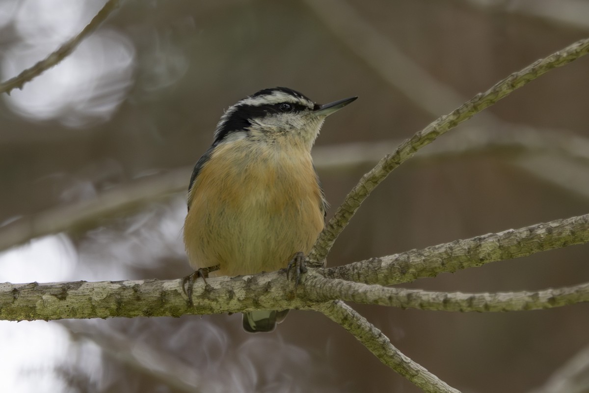 Red-breasted Nuthatch - ML634074362