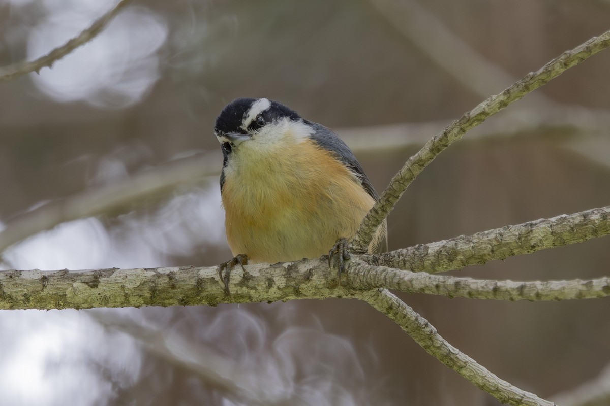 Red-breasted Nuthatch - ML634074364