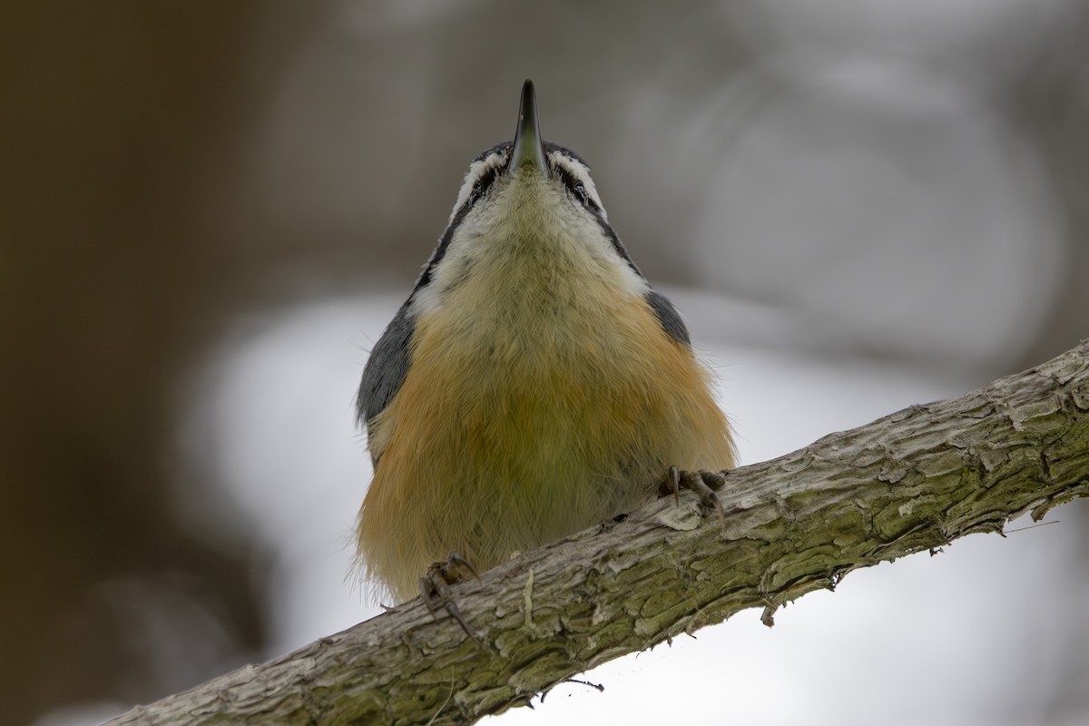 Red-breasted Nuthatch - ML634074365