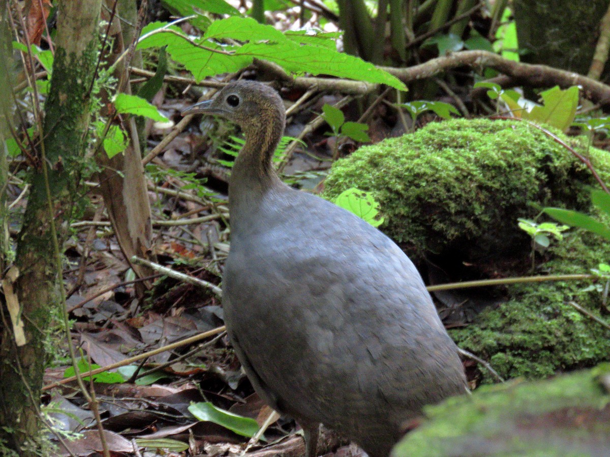 Solitary Tinamou - ML634074375