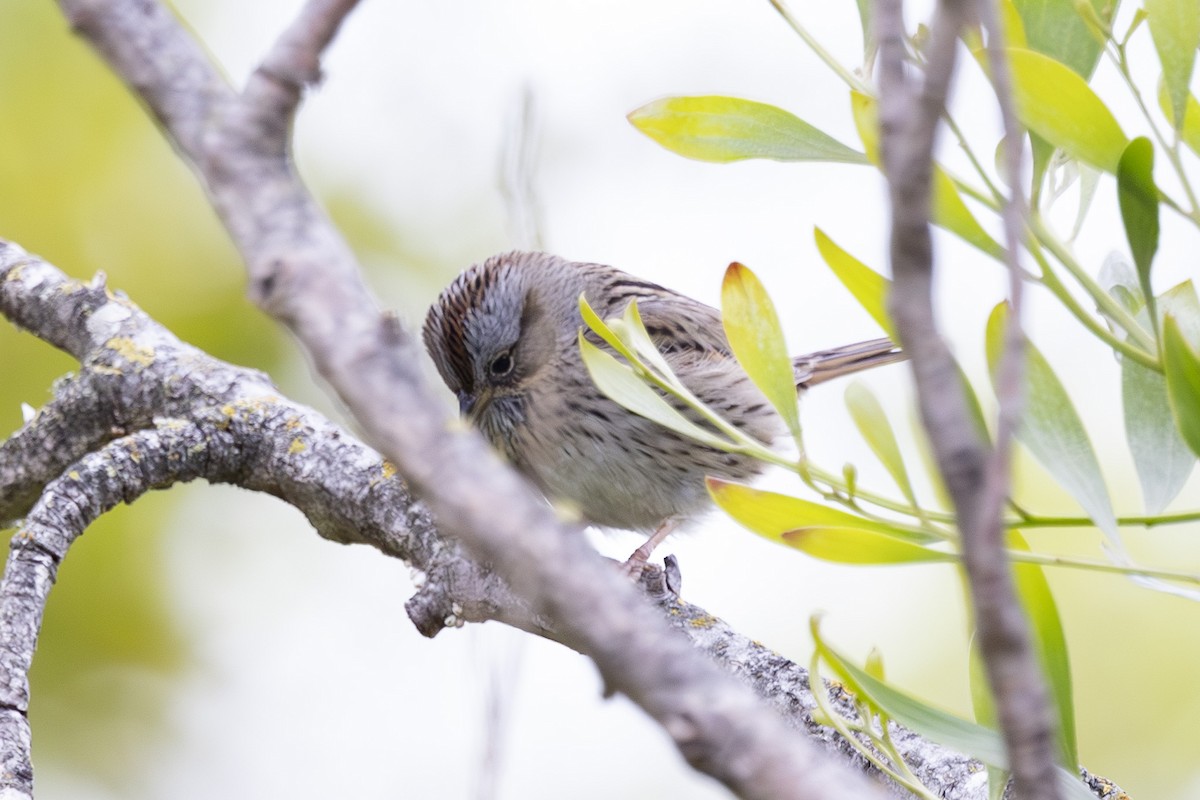 Lincoln's Sparrow - ML634074410