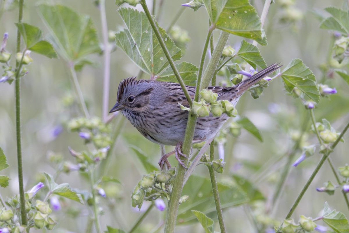 Lincoln's Sparrow - ML634074411