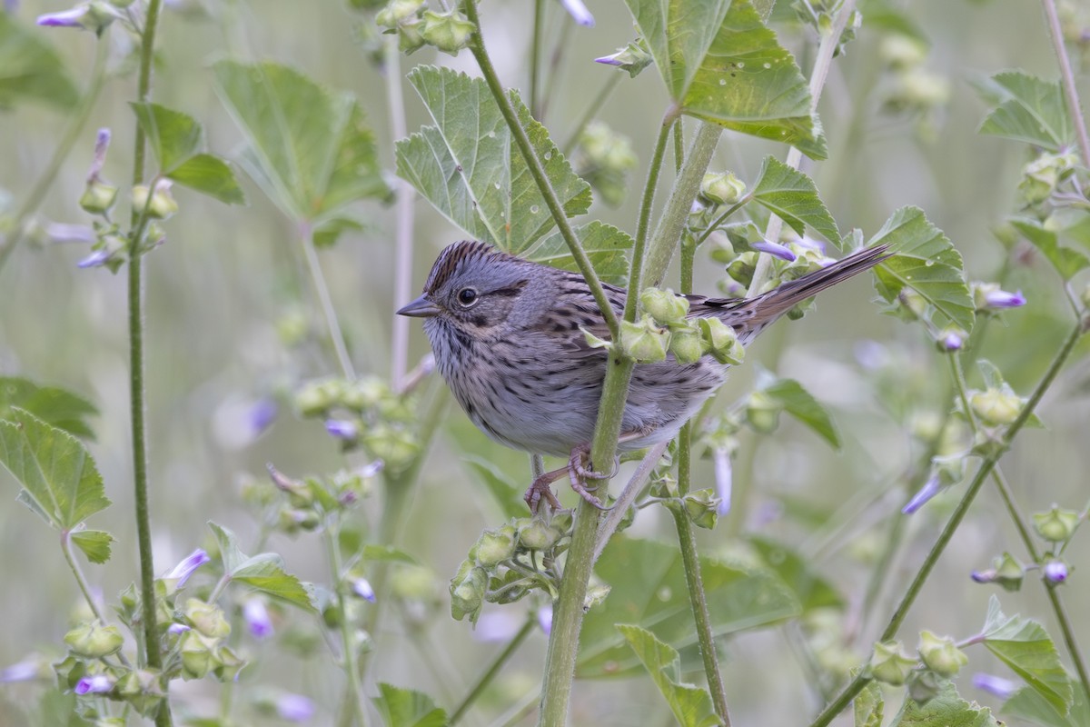 Lincoln's Sparrow - ML634074413