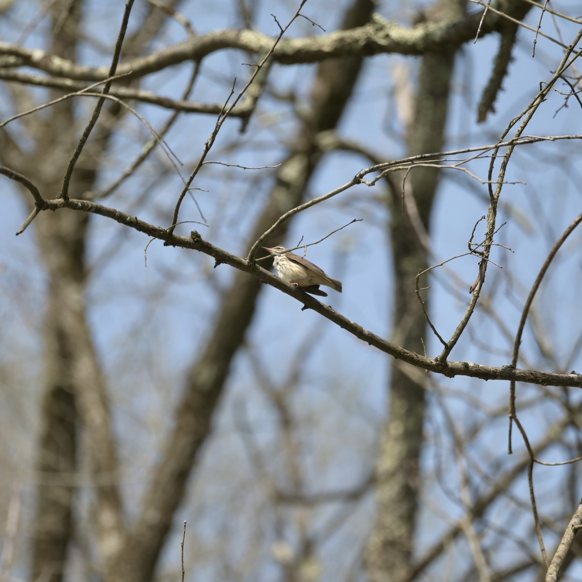 Louisiana Waterthrush - ML634074563