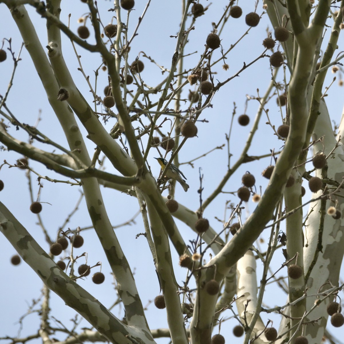 Yellow-throated Warbler - ML634074570
