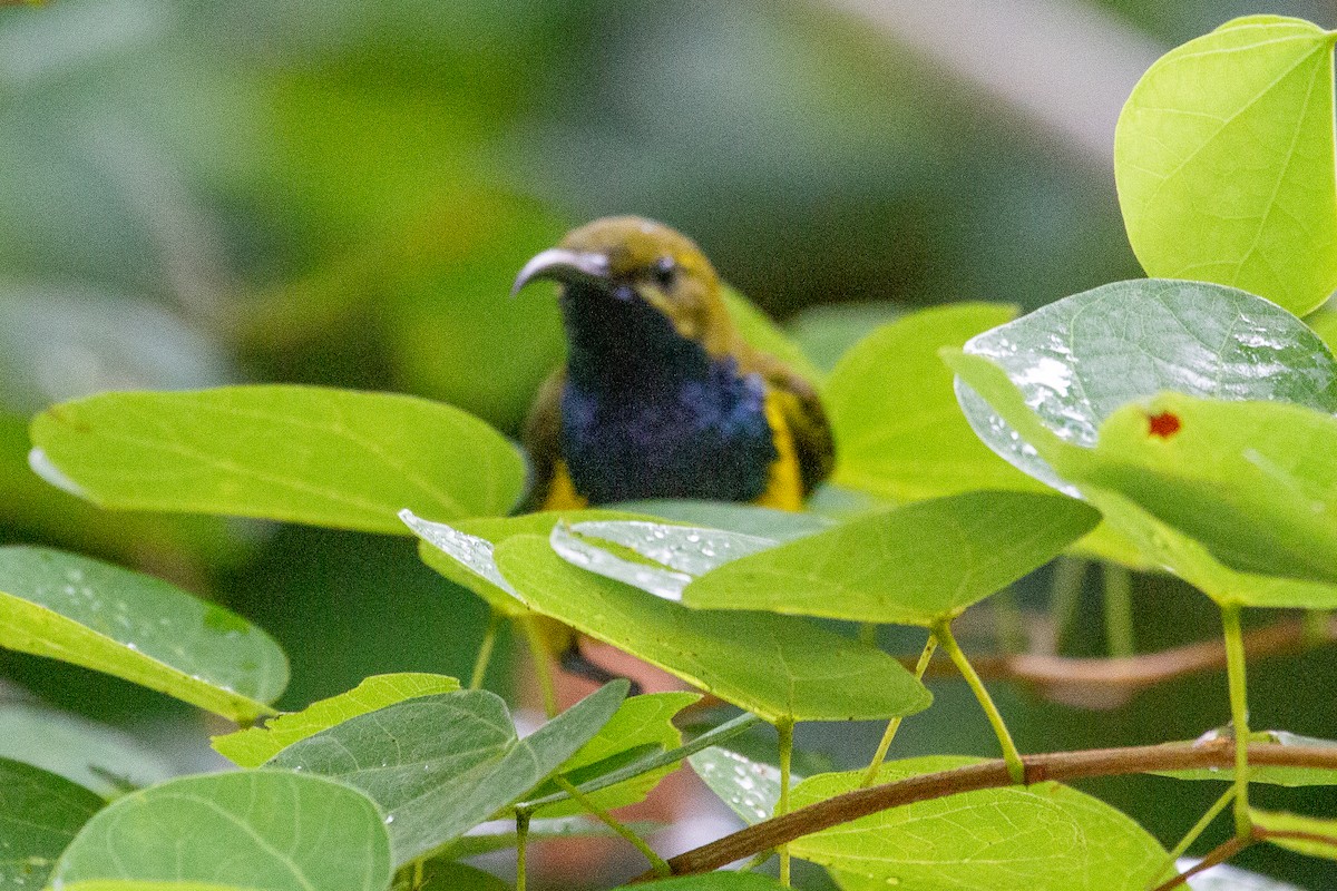 Sahul Sunbird - ML634074680