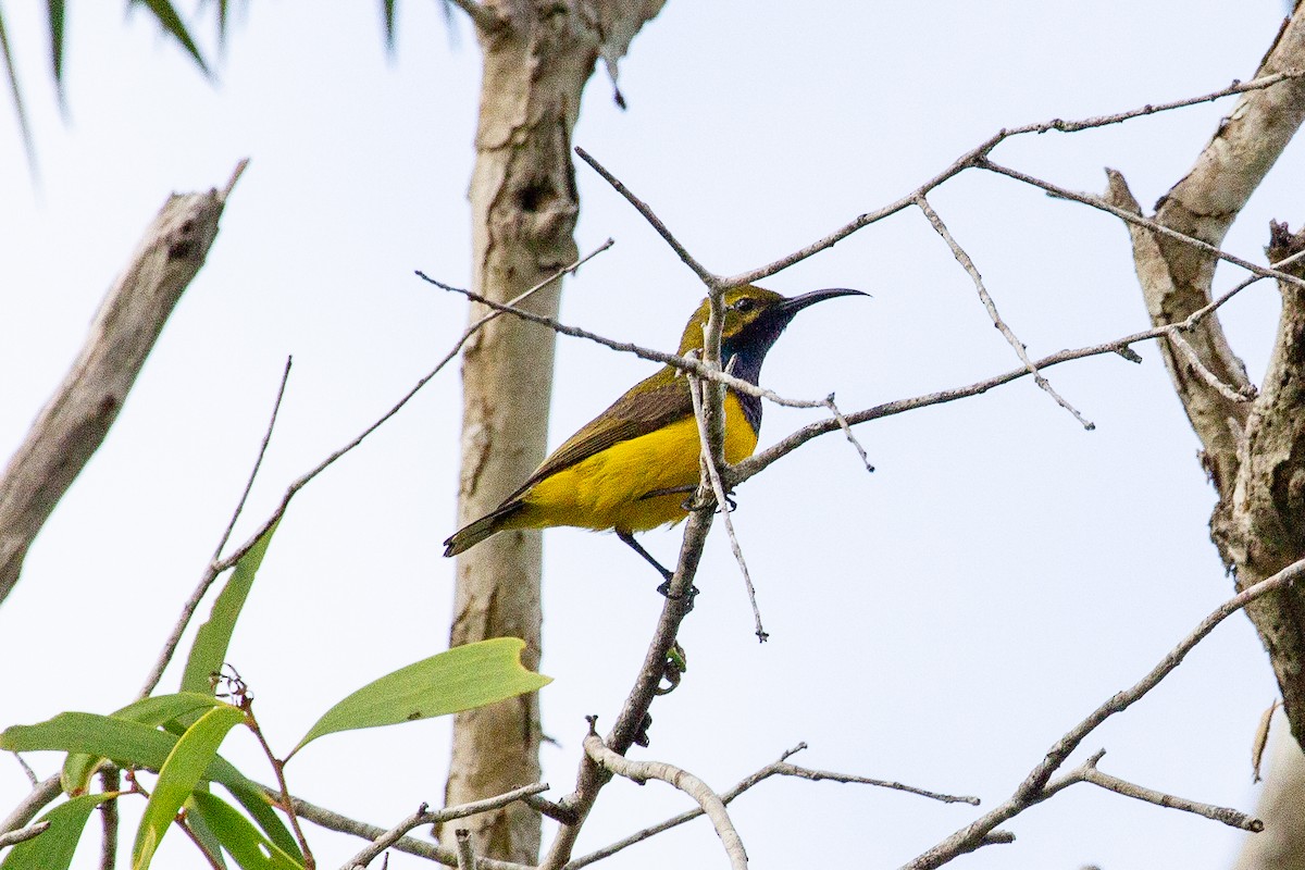 Sahul Sunbird - ML634074699