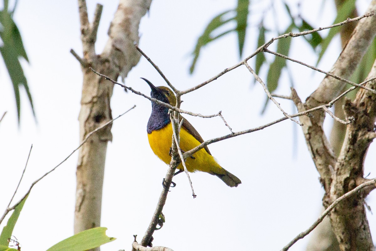 Sahul Sunbird - ML634074701