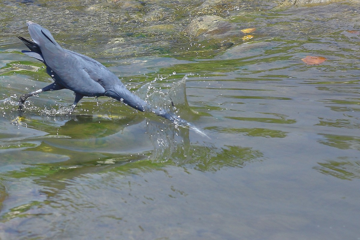 Western Reef-Heron - ML634074714