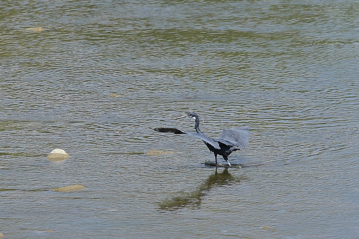 Western Reef-Heron - ML634074725