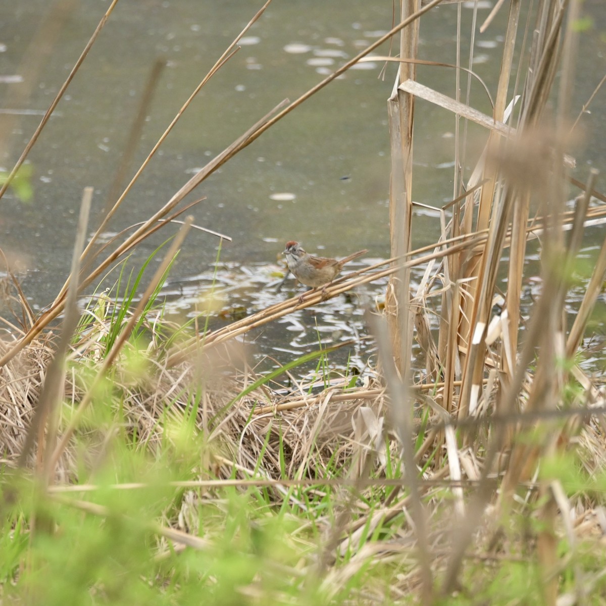 Swamp Sparrow - ML634074738