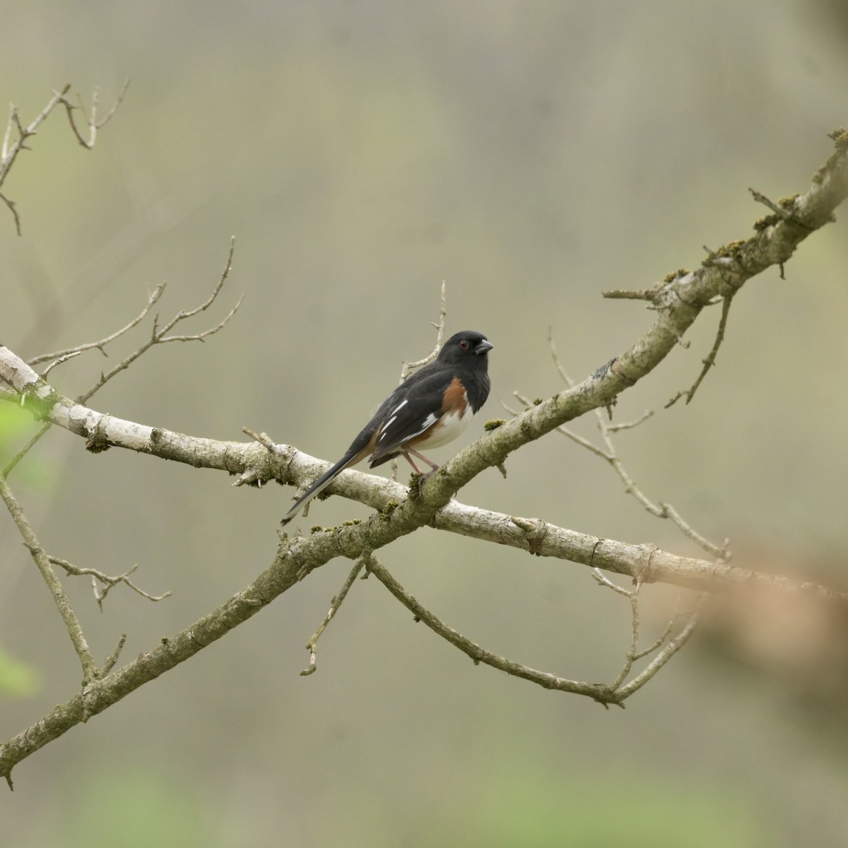 Eastern Towhee - ML634074740