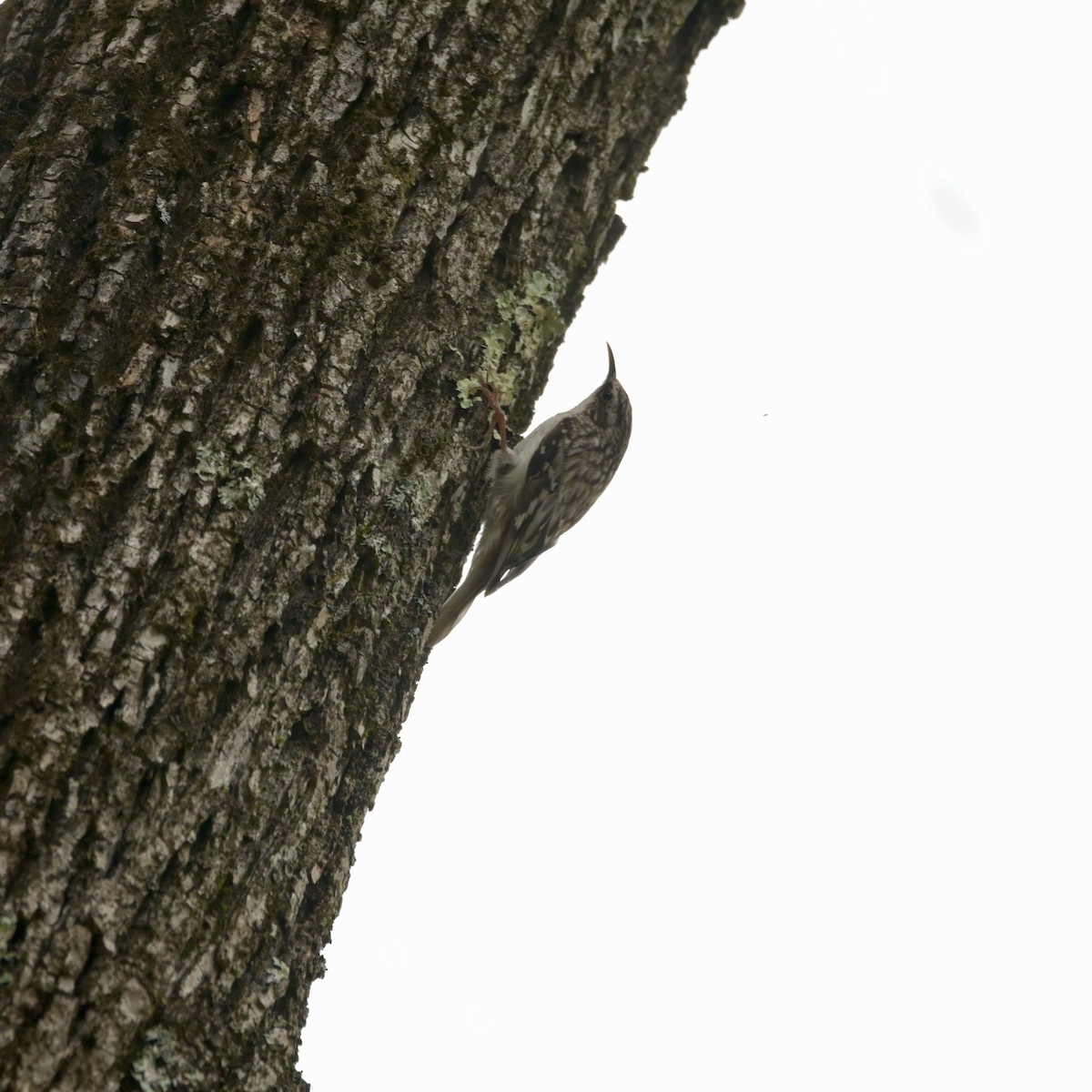 Brown Creeper - ML634074749