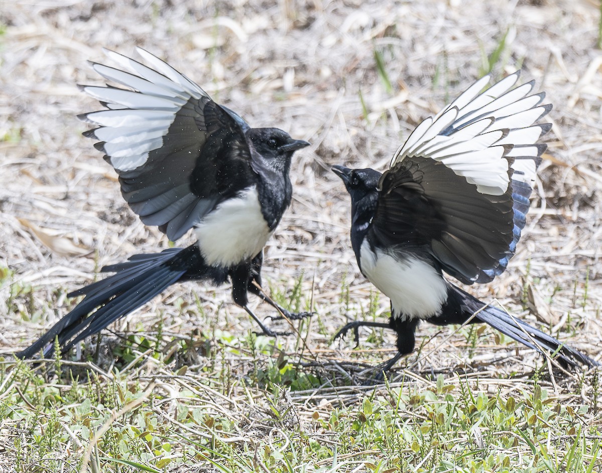 Oriental Magpie - ML634074785