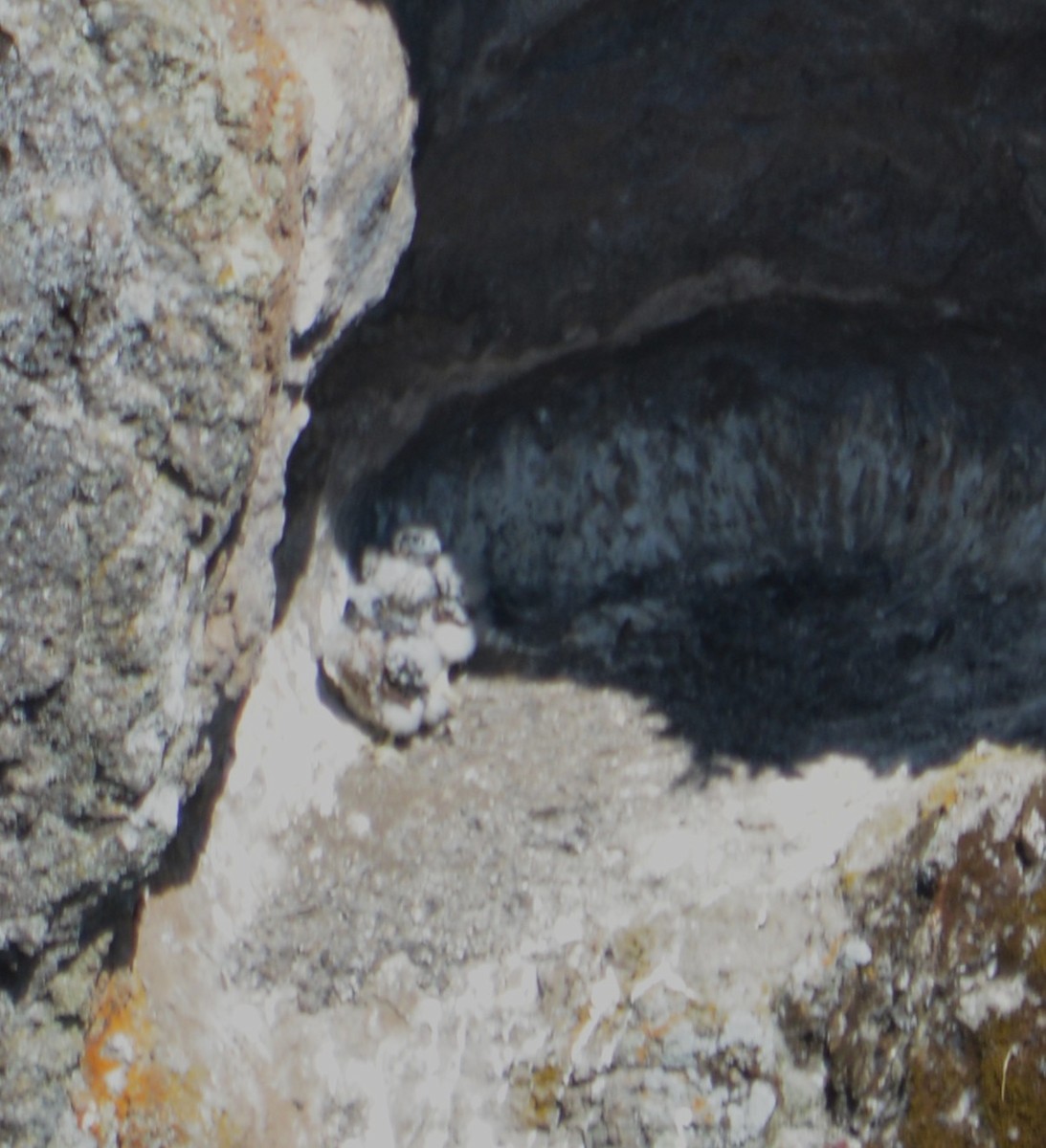 Peregrine Falcon - ML634074878