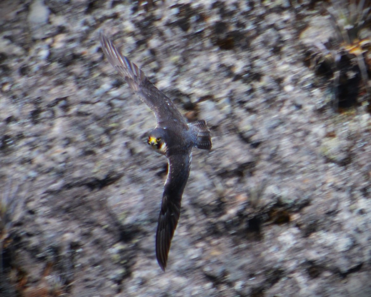 Peregrine Falcon - ML634074893