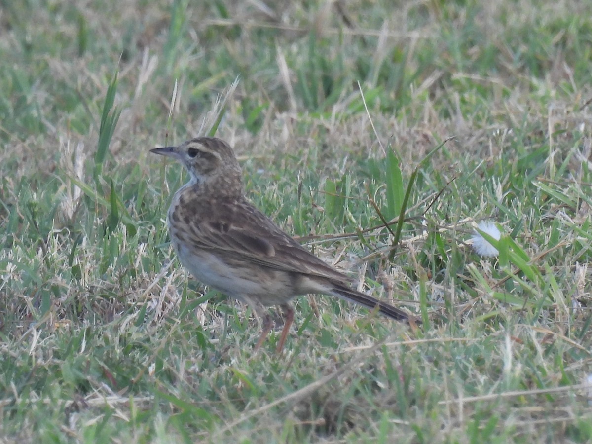 Australian Pipit - ML634074910