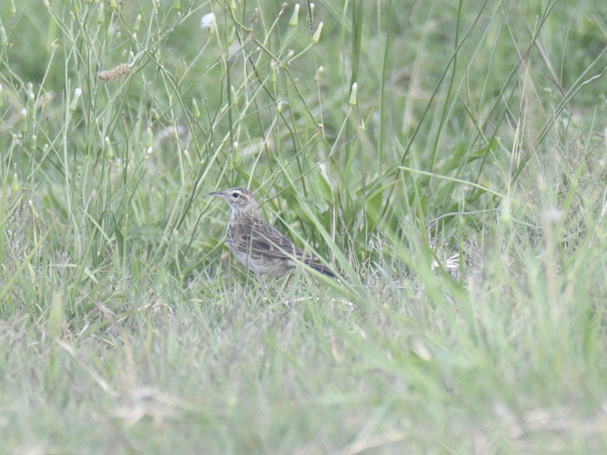Australian Pipit - ML634074911