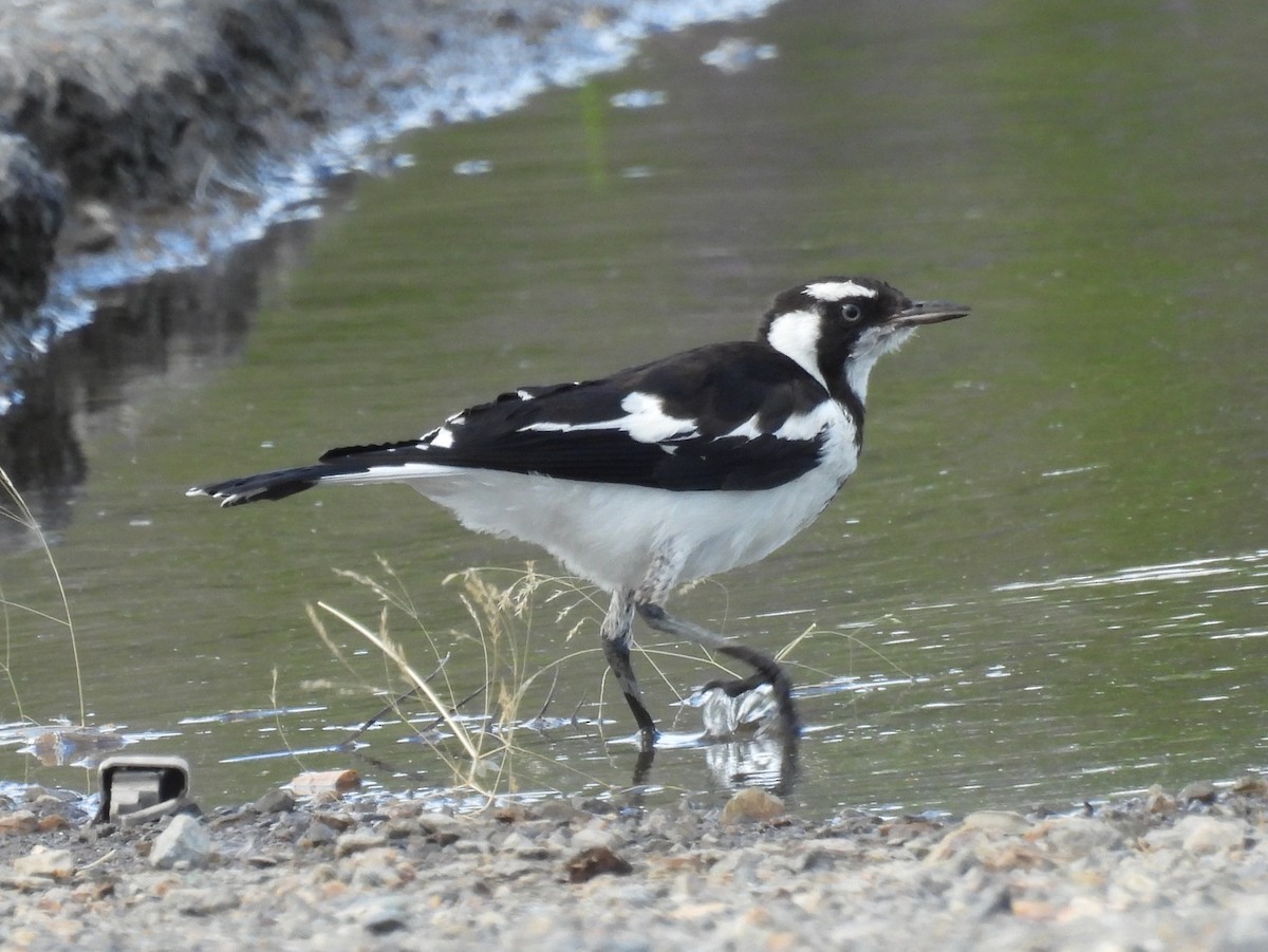 Magpie-lark - ML634074964