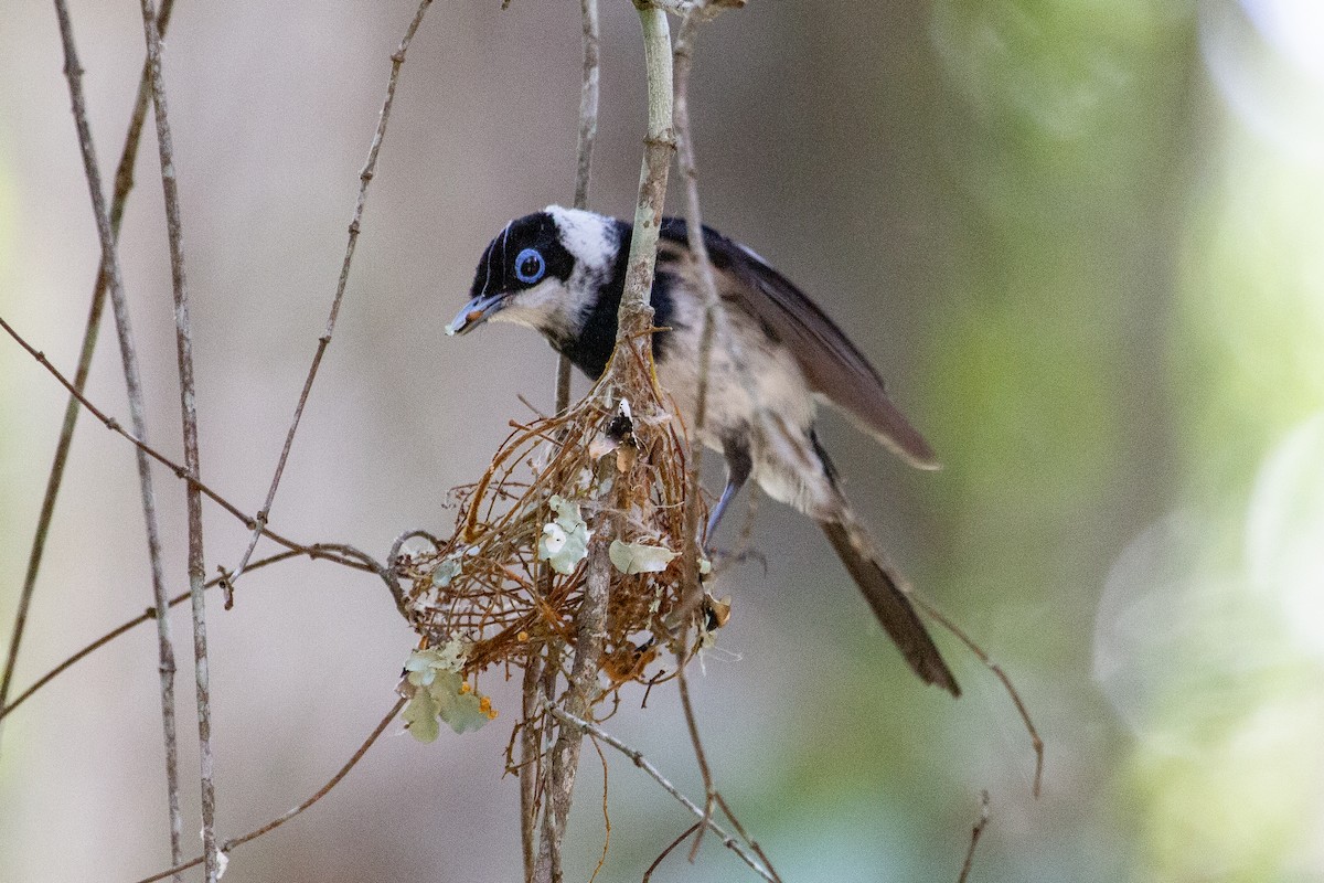 Pied Monarch - ML634074991