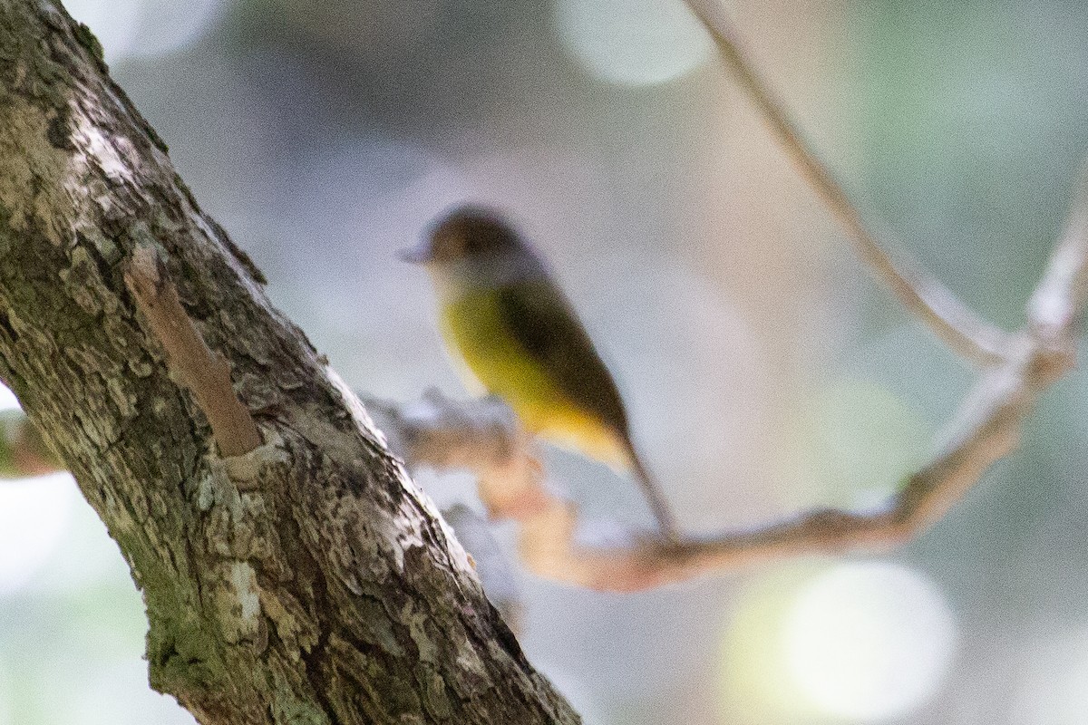Pale-yellow Robin - ML634075055