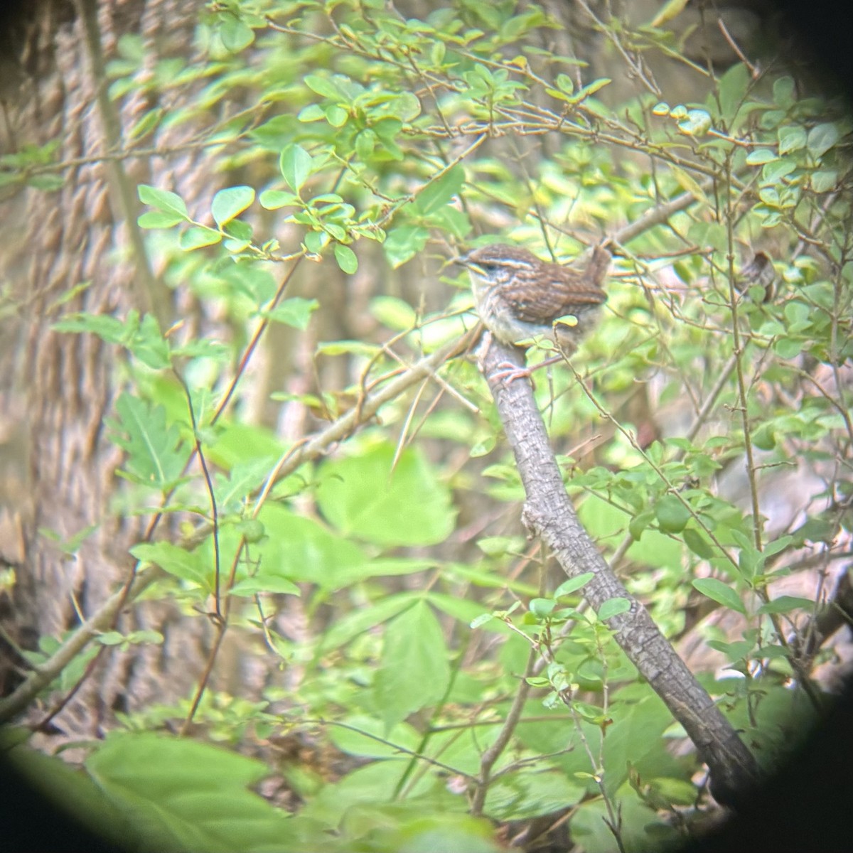 Carolina Wren - ML634075056