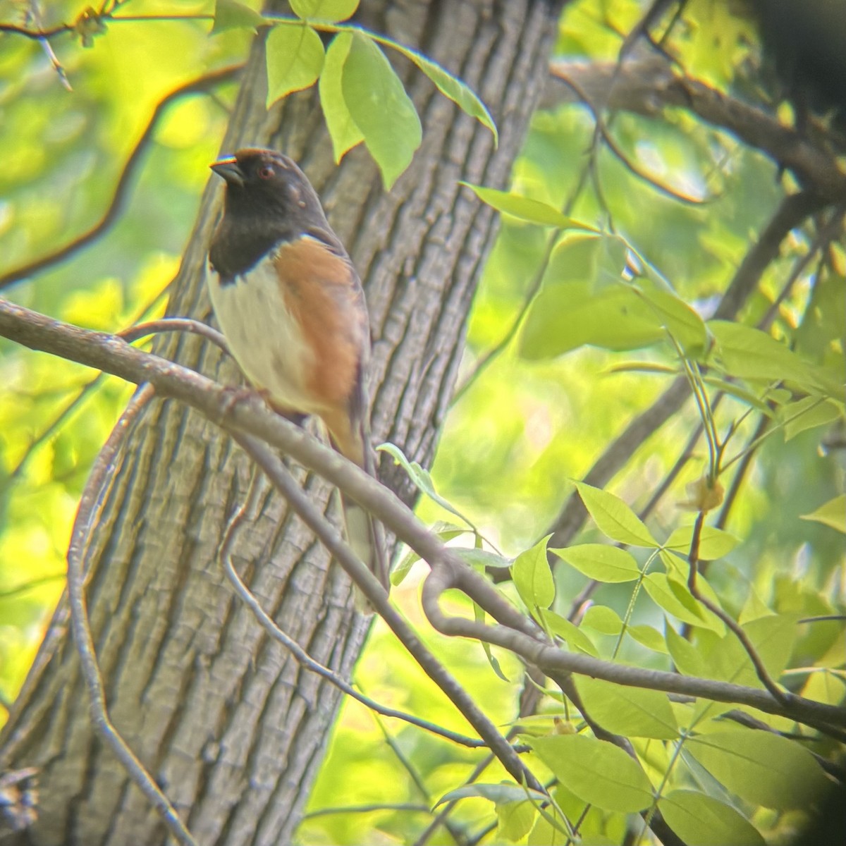 Eastern Towhee - ML634075065