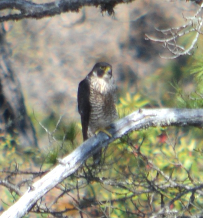 Peregrine Falcon - ML634075083