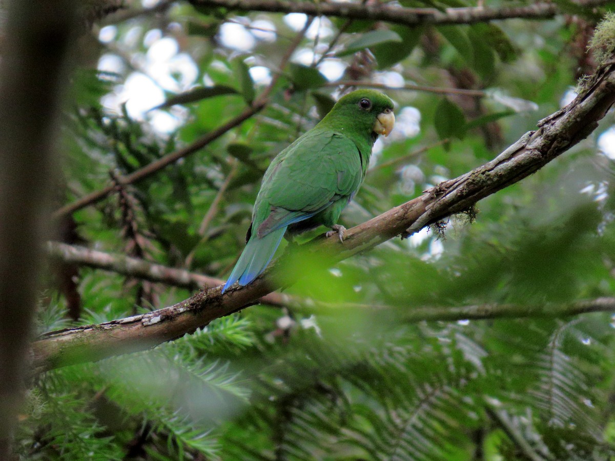 Blue-bellied Parrot - ML634075127