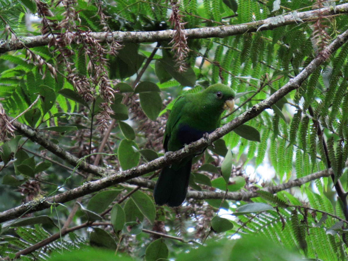 Blue-bellied Parrot - ML634075128