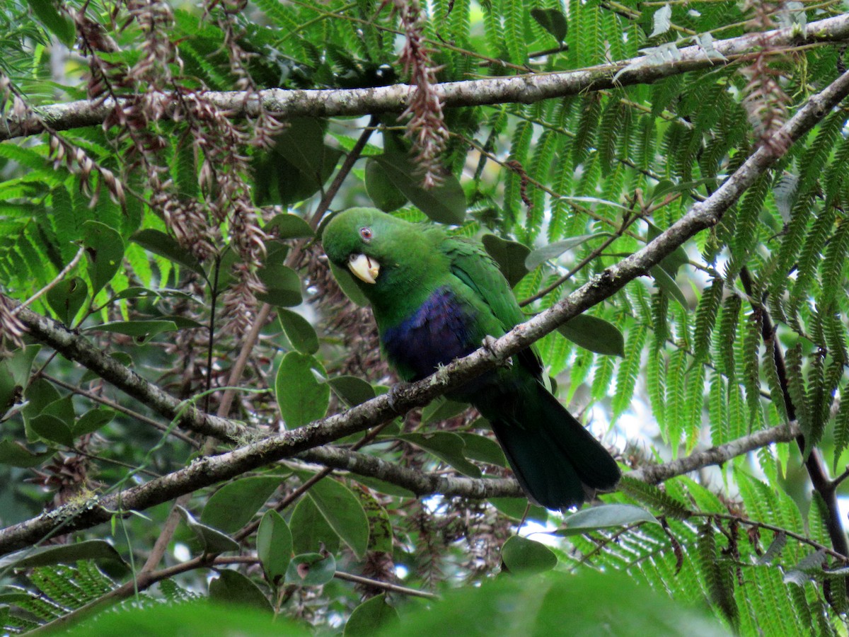 Blue-bellied Parrot - ML634075129