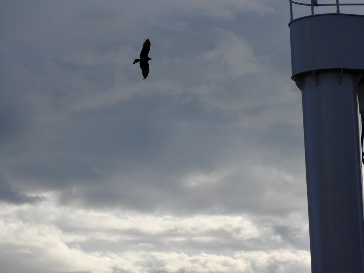 Black Kite - ML634075236