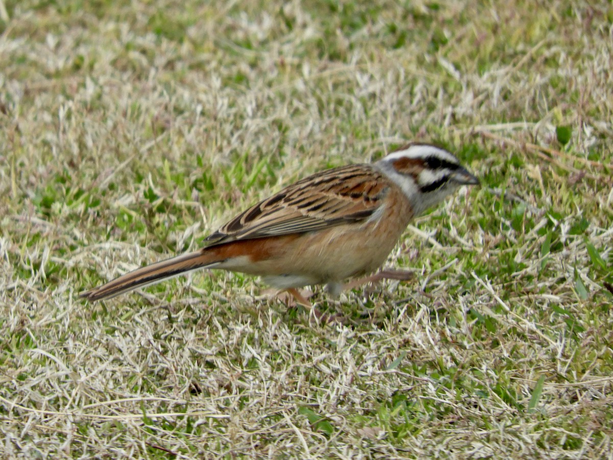 Meadow Bunting - ML634075279