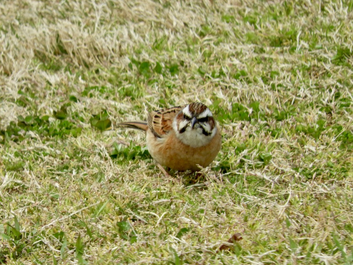 Meadow Bunting - ML634075280