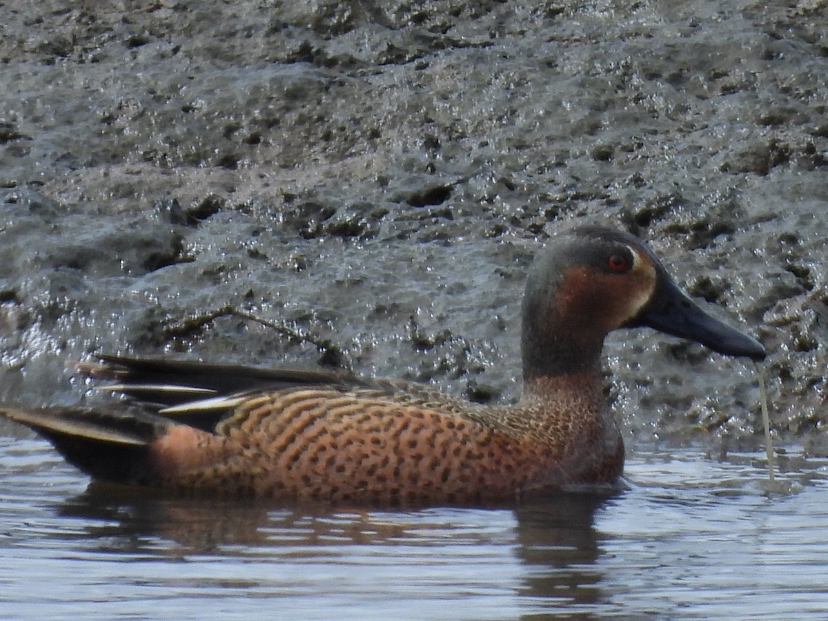 Cinnamon Teal x Northern Shoveler (hybrid) - ML634075341