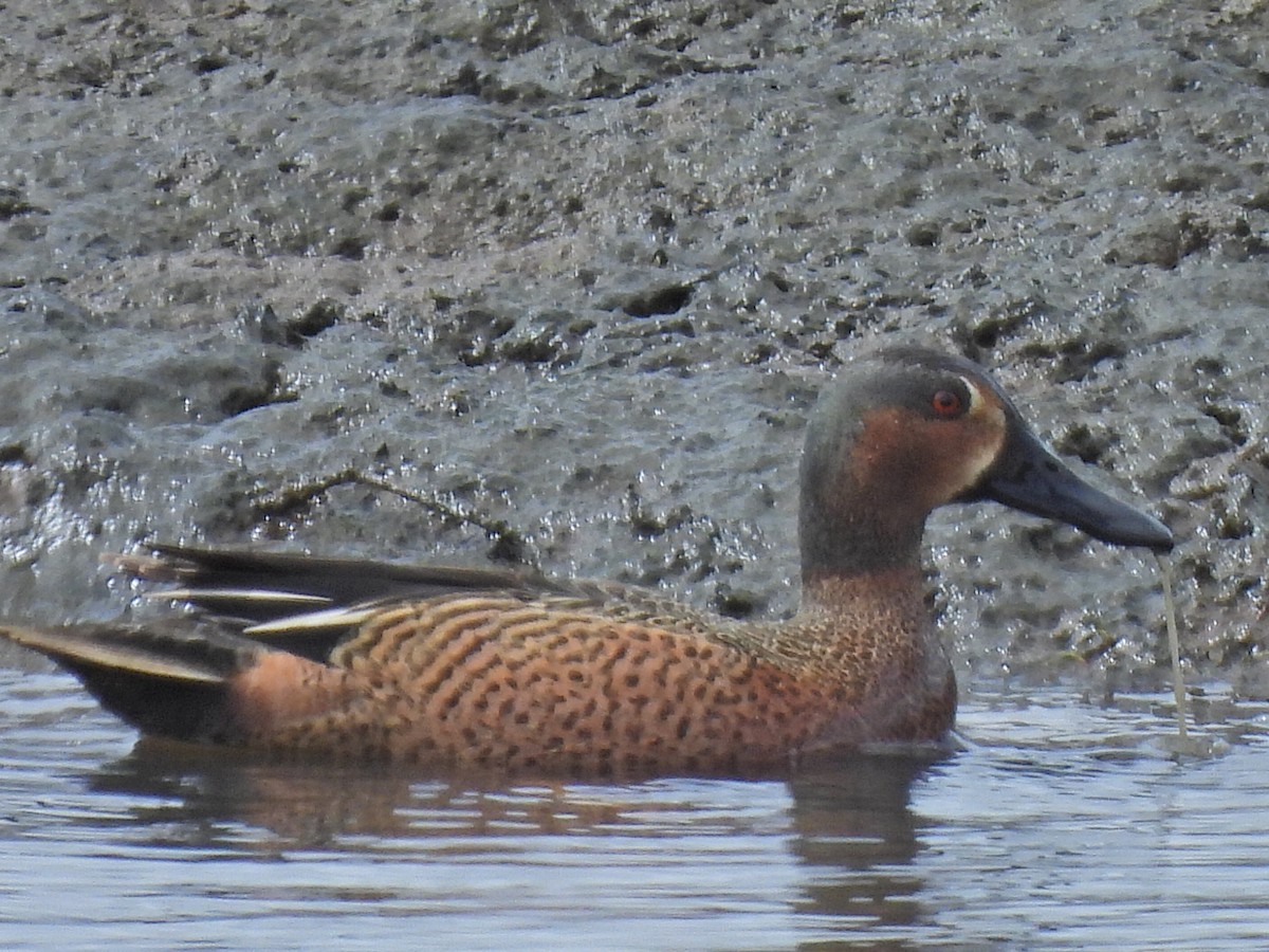 Cinnamon Teal x Northern Shoveler (hybrid) - ML634075343
