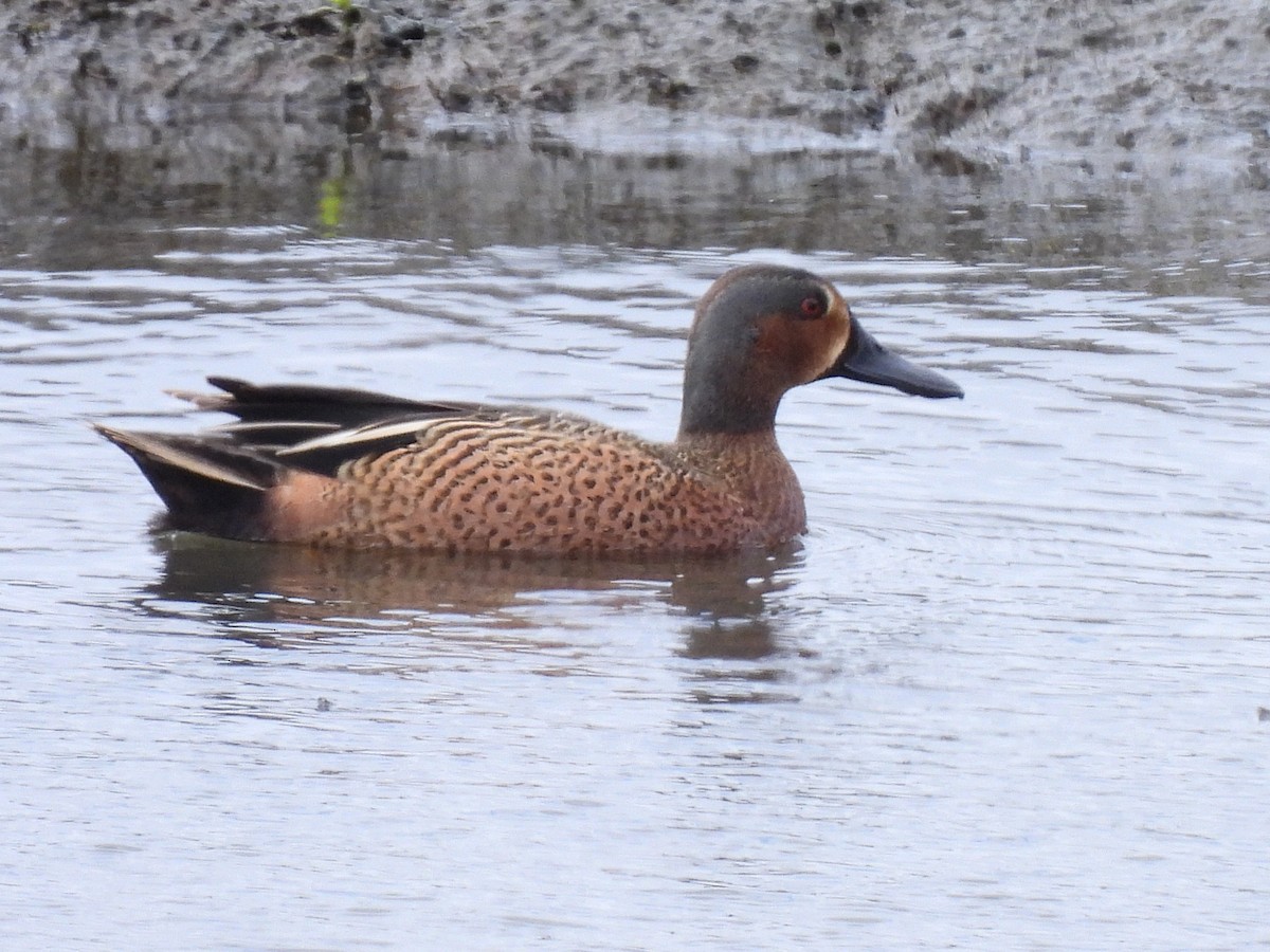 Cinnamon Teal x Northern Shoveler (hybrid) - ML634075344