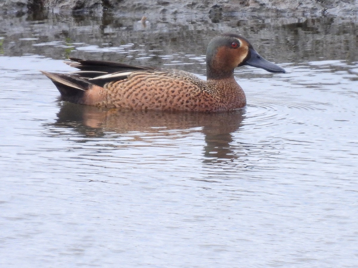 Cinnamon Teal x Northern Shoveler (hybrid) - ML634075345