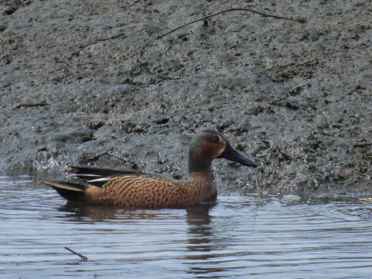 Cinnamon Teal x Northern Shoveler (hybrid) - ML634075346