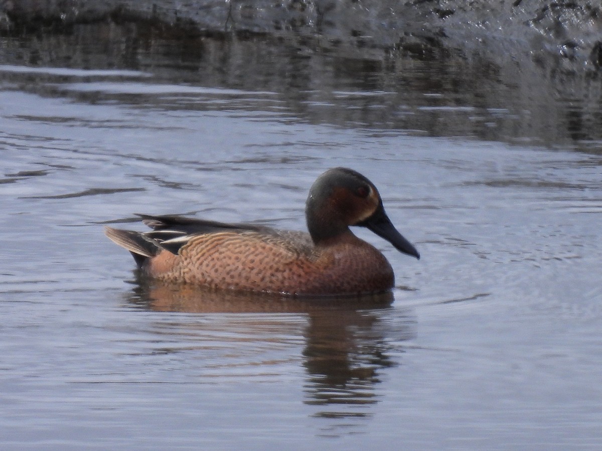 Cinnamon Teal x Northern Shoveler (hybrid) - ML634075347