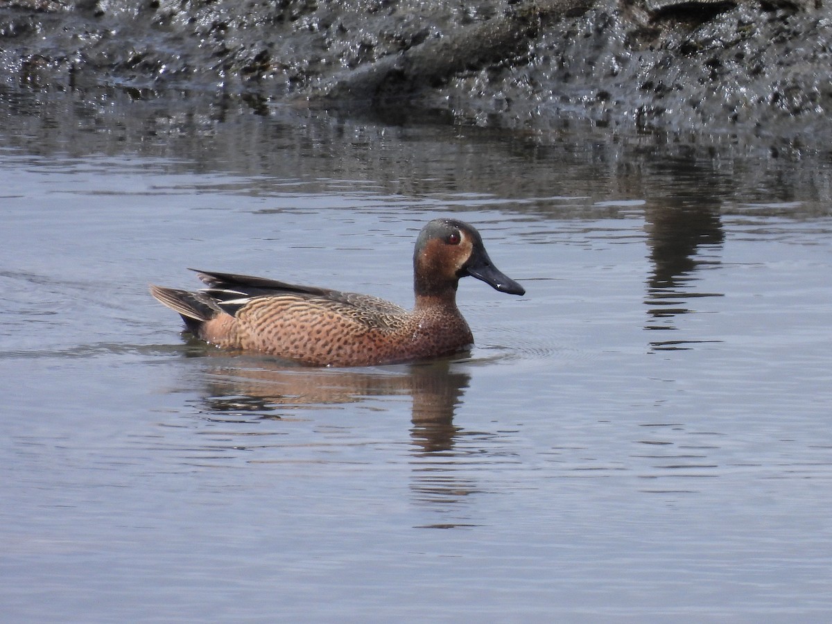 Cinnamon Teal x Northern Shoveler (hybrid) - ML634075348