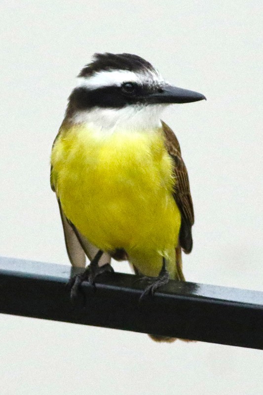 Great Kiskadee - ML63407541