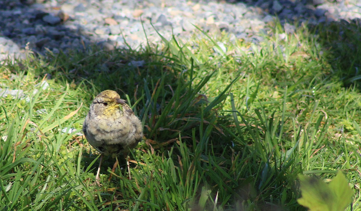 Golden-crowned Sparrow - ML634075467