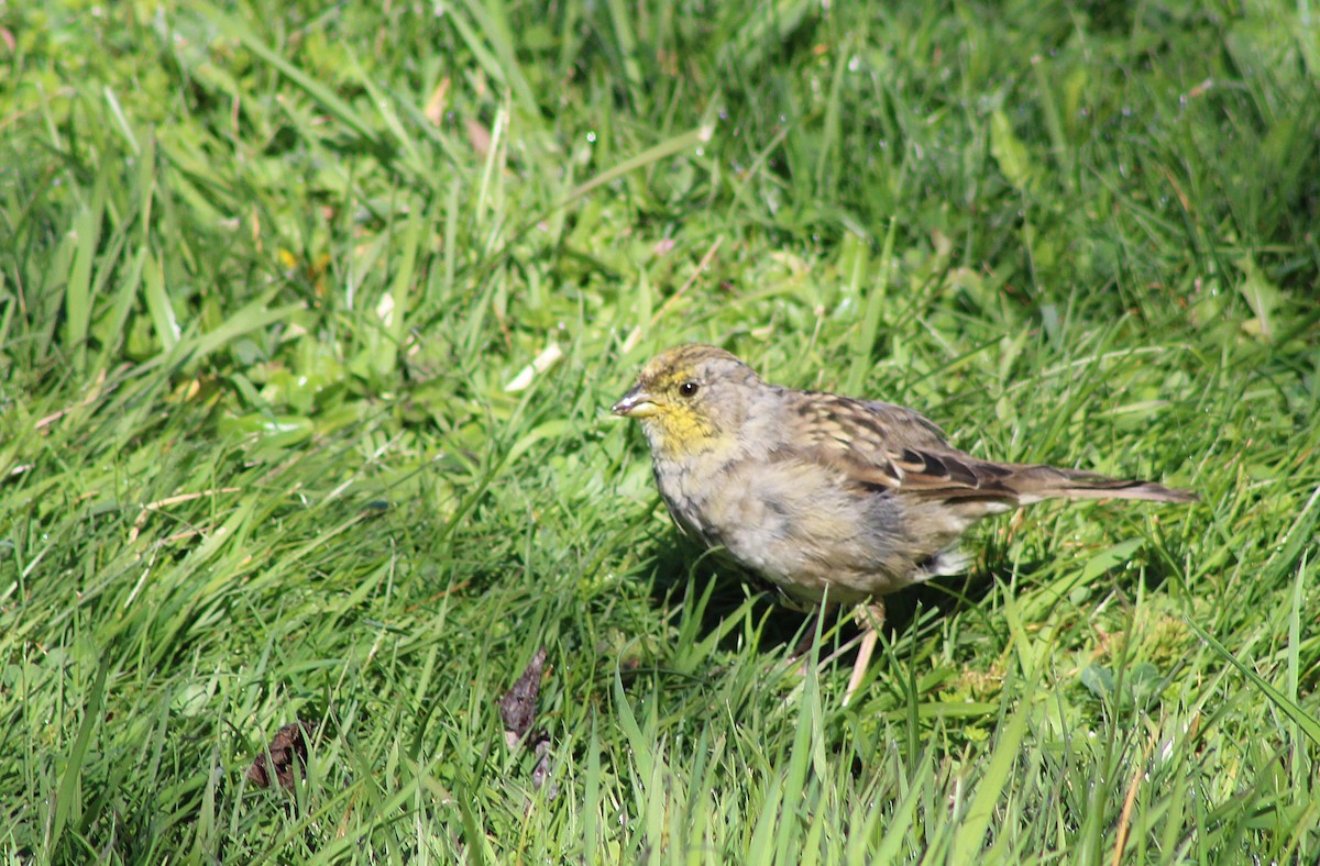 Golden-crowned Sparrow - ML634075468