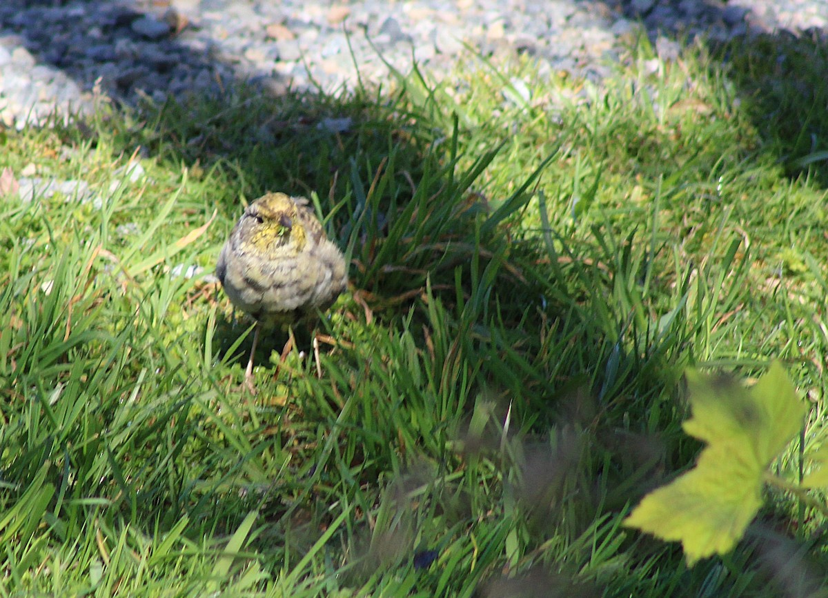Golden-crowned Sparrow - ML634075470