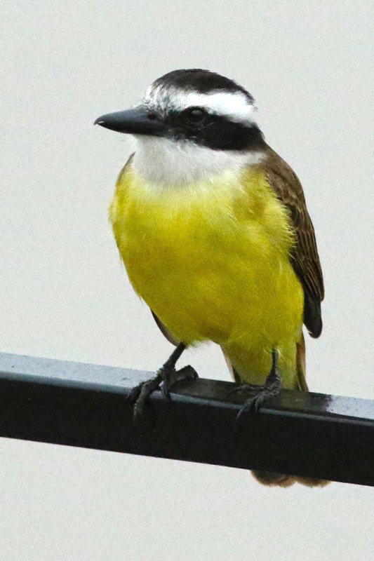 Great Kiskadee - ML63407551