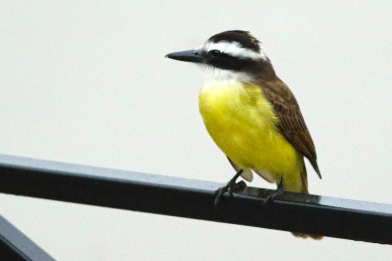 Great Kiskadee - ML63407561