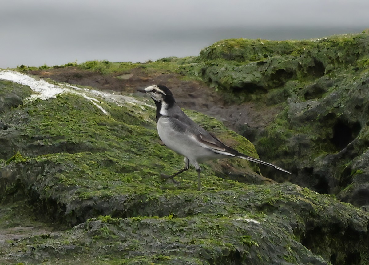 White Wagtail - ML634075643