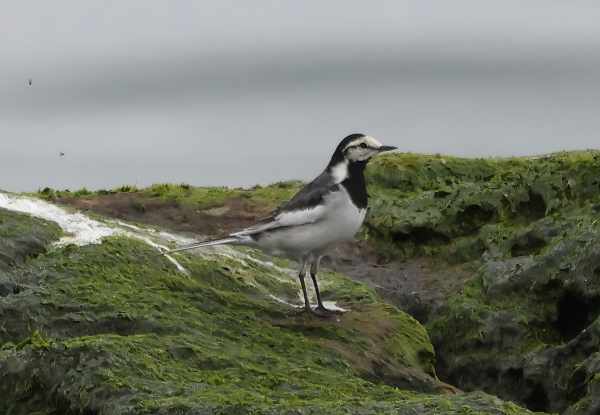 White Wagtail - ML634075645